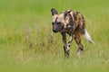 African wild dog, walking in the green grass, Okacango deta, Botswana, Africa. Dangerous spotted animal with big ears. Hunting pai Royalty Free Stock Photo