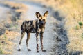 African Wild dog watching closely Royalty Free Stock Photo