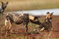 The African wild dog & x28;Lycaon pictus& x29; also knows as African huntin Royalty Free Stock Photo