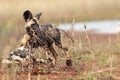 The African wild dog & x28;Lycaon pictus& x29; with a dry branch in the mouth Royalty Free Stock Photo