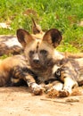 African wild dogs