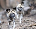 African wild dogs