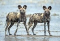 African wild dogs