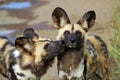 African wild dogs Royalty Free Stock Photo