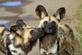 African wild dogs