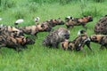 African wild dogs attacking spotted hyenas