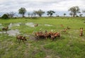 African wild dogs feeding on tsessebe Royalty Free Stock Photo