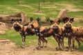 African painted wild dogs