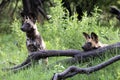 African wild dogs (Lycaon pictus), an endangered animal are seen in Okavango