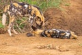 African wild dogs Lycaon Pictus playing, Madikwe Game Reserve, South Africa.