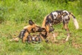 African wild dogs Lycaon Pictus play fighting, Madikwe Game Reserve, South Africa.