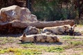 African Wild Dogs Lying Resting And Sleeping Royalty Free Stock Photo