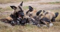 African wild dogs, part of a larger pack at Sabi Sands, South Africa. Sightings are extremely rare.