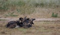 African wild dogs playing, part of a pack of rare African wild dogs, photographed at Sabi Sands Game Reserve, Kruger, South Africa Royalty Free Stock Photo