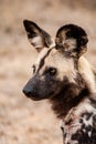 African Wild Dogs resting in the grasslands of the Kruger National Park