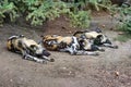 African wild dogs resting under a tree
