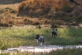 African wild dogs run through a stream Royalty Free Stock Photo
