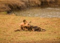 African wild dogs in the Savannah off in Zimbabwe, South Africa