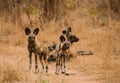 African wild dogs in the Savannah off in Zimbabwe, South Africa