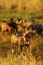 African wild dogs always share food Royalty Free Stock Photo