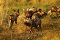 Socializing African wild dogs Royalty Free Stock Photo