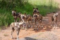 African wild dogs