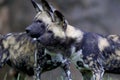 African Wild Dogs   845810 Royalty Free Stock Photo