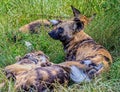 African wild dogs, wildlife, mammals