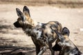 African wild dogs in a zoo