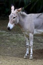 African wild donkey, Equus asinus somalicus, at Taipei zoo