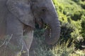 African Wild Elephant Royalty Free Stock Photo