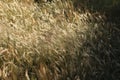 African wild grasses