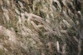 African wild grasses Royalty Free Stock Photo