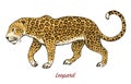 African Wild leopard. Profile Asian cat. Animal jaguar in the jungle. Tattoo artwork. Engraved hand drawn line art