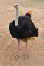 African wild ostrich