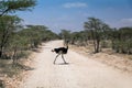 African wild ostrich in the middle of the road infront of safari vehicle during safari trip