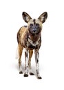 African Wild Painted Dog Isolated on White Royalty Free Stock Photo