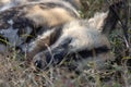 An African Wild Painted Dog Lycaon pictus asleep in the grass Royalty Free Stock Photo