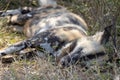 An African Wild Painted Dog Lycaon pictus asleep in the grass Royalty Free Stock Photo