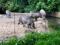 African wild pigs Phacochoerus on the shore of a reservoir in a zoo close-up. Pigs with large curved fangs, very scary.