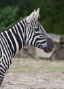 African wild zebra Royalty Free Stock Photo
