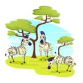 African Wild Zebras Herd Grazing in Grasslands