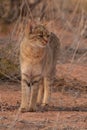 African Wildcat (Felis lybica)