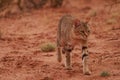 African Wildcat (Felis lybica)