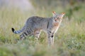 African wildcat, Felis lybica, also called Near Eastern Wild Cat. Wild animal in nature habitat, grass meadow. Wildlife nature. Wi