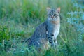 African wildcat, Felis lybica, also called Near Eastern Wild Cat. Wild animal in nature habitat, grass meadow, Nxai Pan National Royalty Free Stock Photo