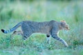 African wildcat, Felis lybica, also called Near Eastern Wild Cat. Wild animal in nature habitat, grass meadow, Nxai Pan National