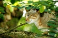 African Wildcat, felis silvestris lybica Royalty Free Stock Photo