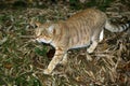 African Wildcat, felis silvestris lybica