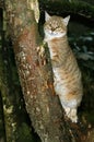 African Wildcat, felis silvestris lybica Royalty Free Stock Photo